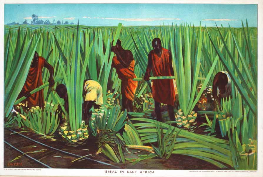 Sisal in East Africa